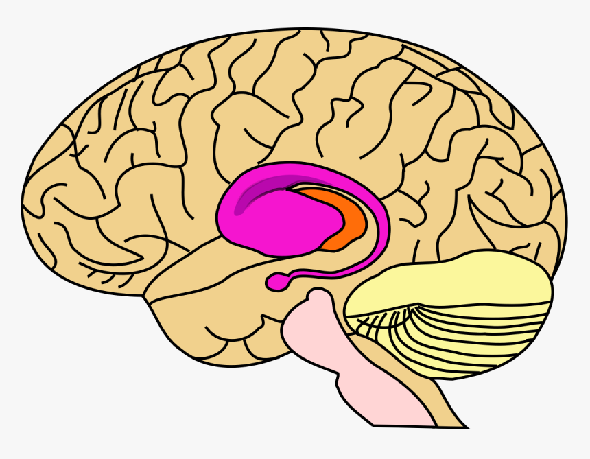 Basal Ganglia Unlabeled, HD Png Download, Free Download