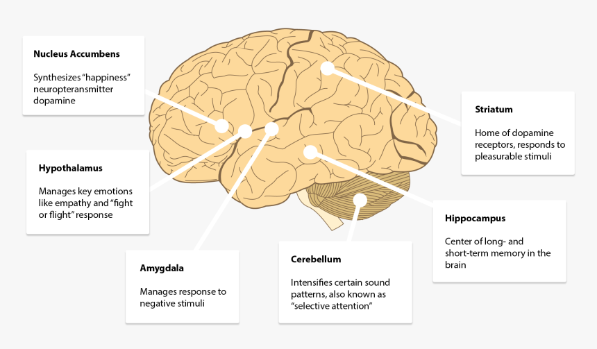 Areas Of The Brain That Interpret Sound - Lobes Of The Brain, HD Png Download, Free Download