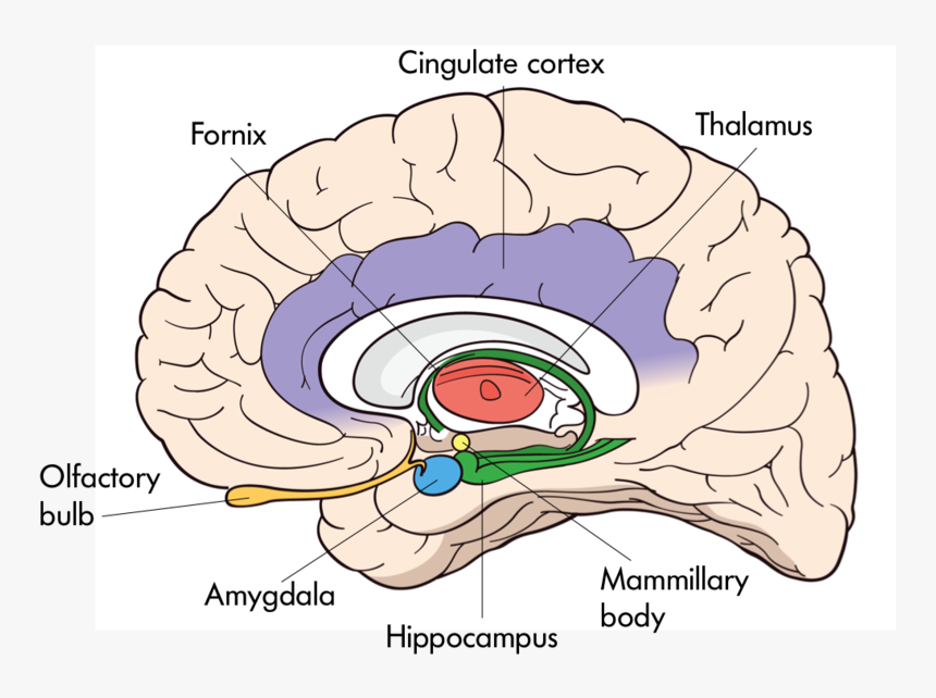 The Brains Of Various Animals Mouse, Cat, Dog, Rhesus - Interior Of The Brain Hippocampus, HD Png Download, Free Download