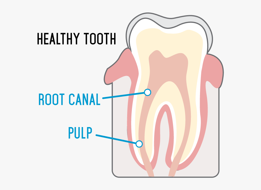 Healthy Tooth, HD Png Download, Free Download