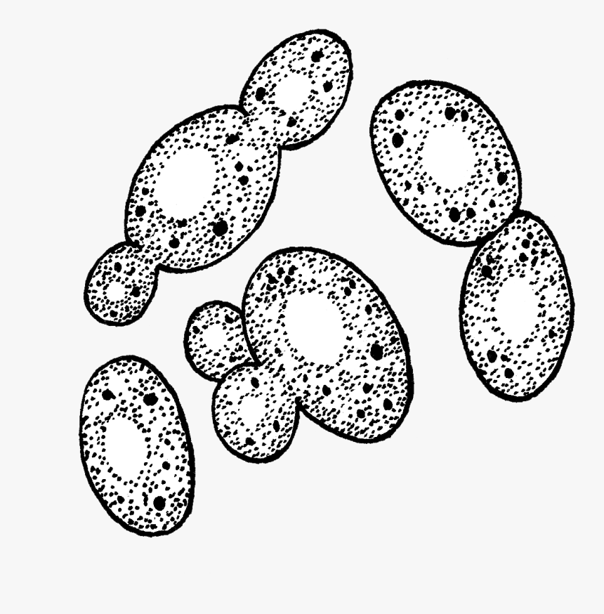 Yeast - Yeast Black And White, HD Png Download, Free Download