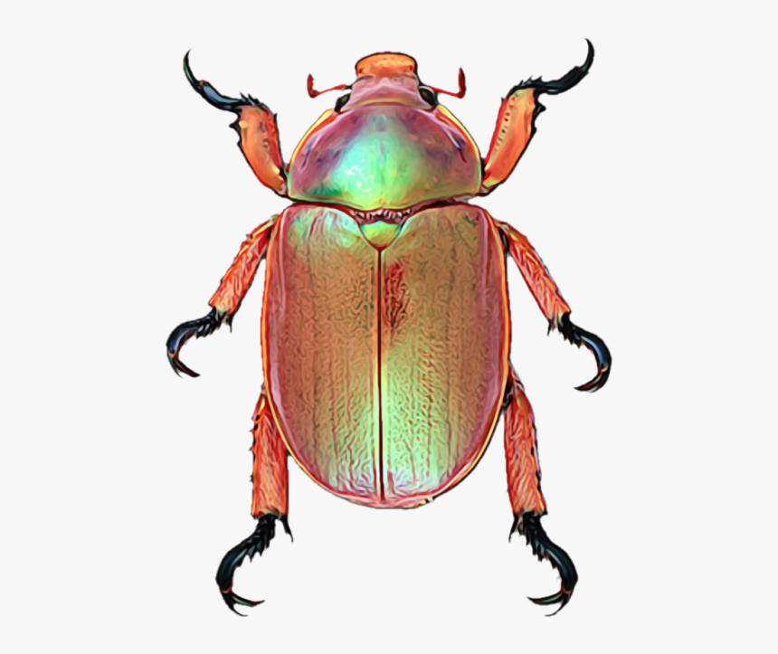 Christmas Beetle Australia, HD Png Download, Free Download