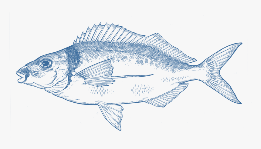 Spotted Weakfish, HD Png Download, Free Download