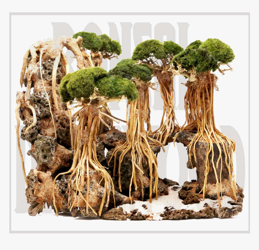 Aquarium Bonsai Tree, HD Png Download, Free Download