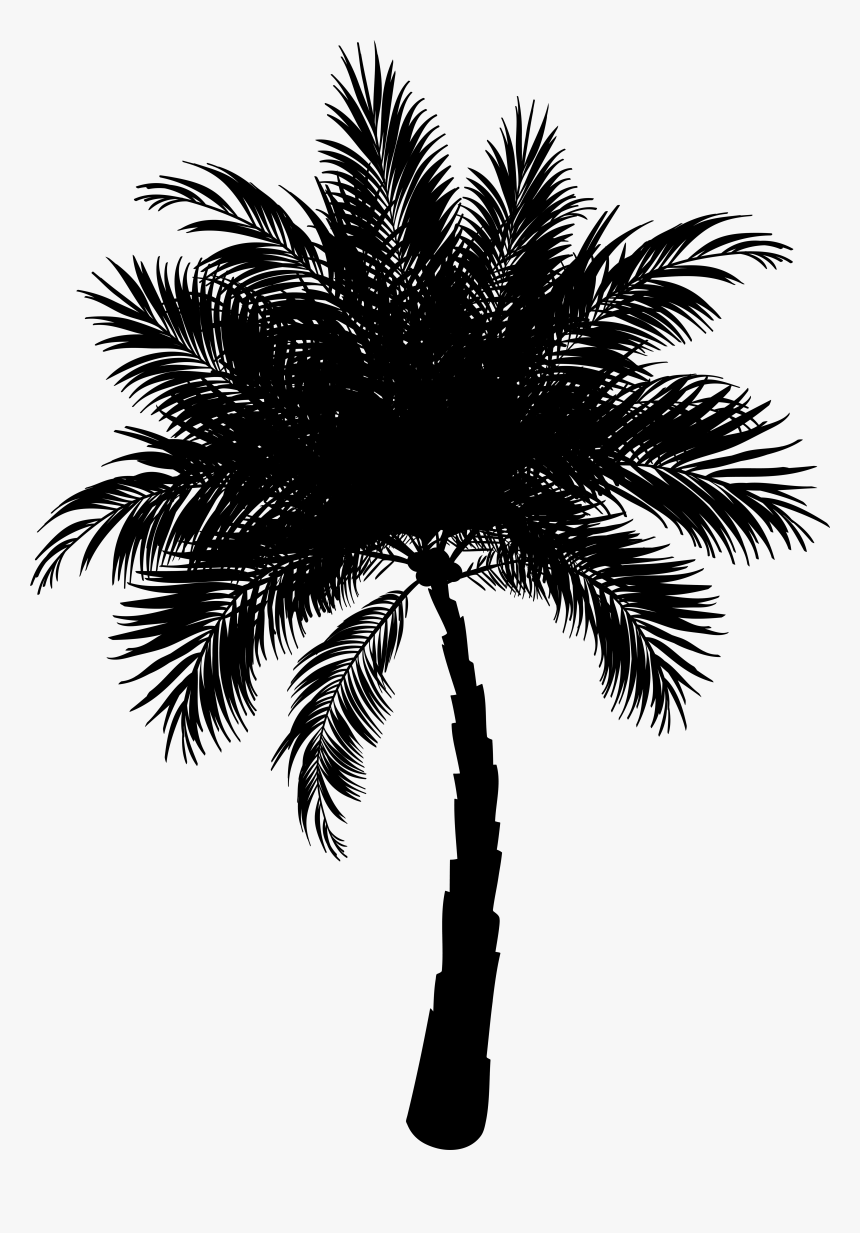 Asian Palmyra Palm Date Palm Vector Graphics Palm Trees - Vector Date ...