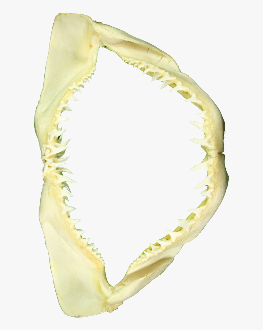 Shark Jaw 14"-mako - Still Life Photography, HD Png Download, Free Download