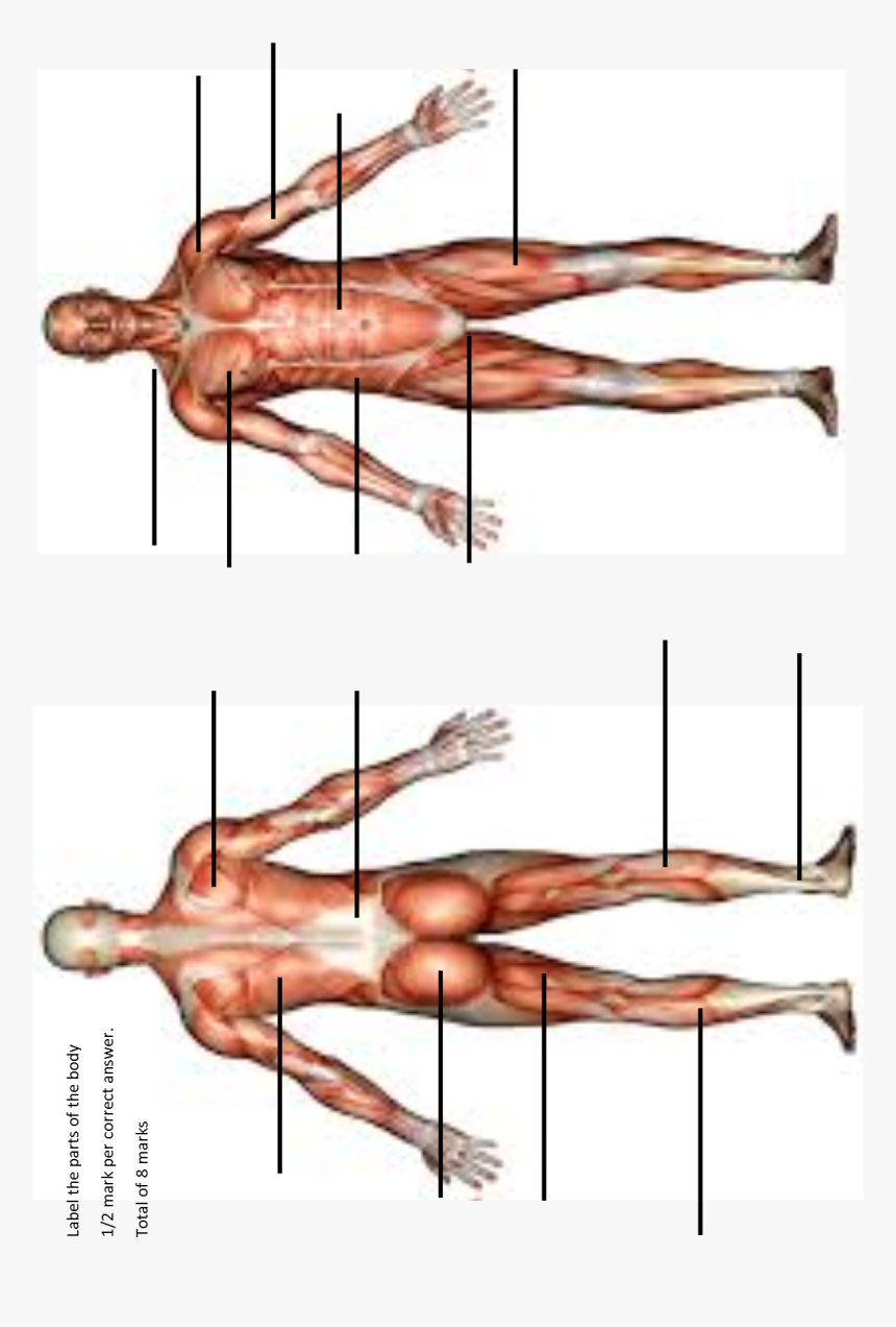 Muscle Origins And Insertions - Muscle, HD Png Download, Free Download