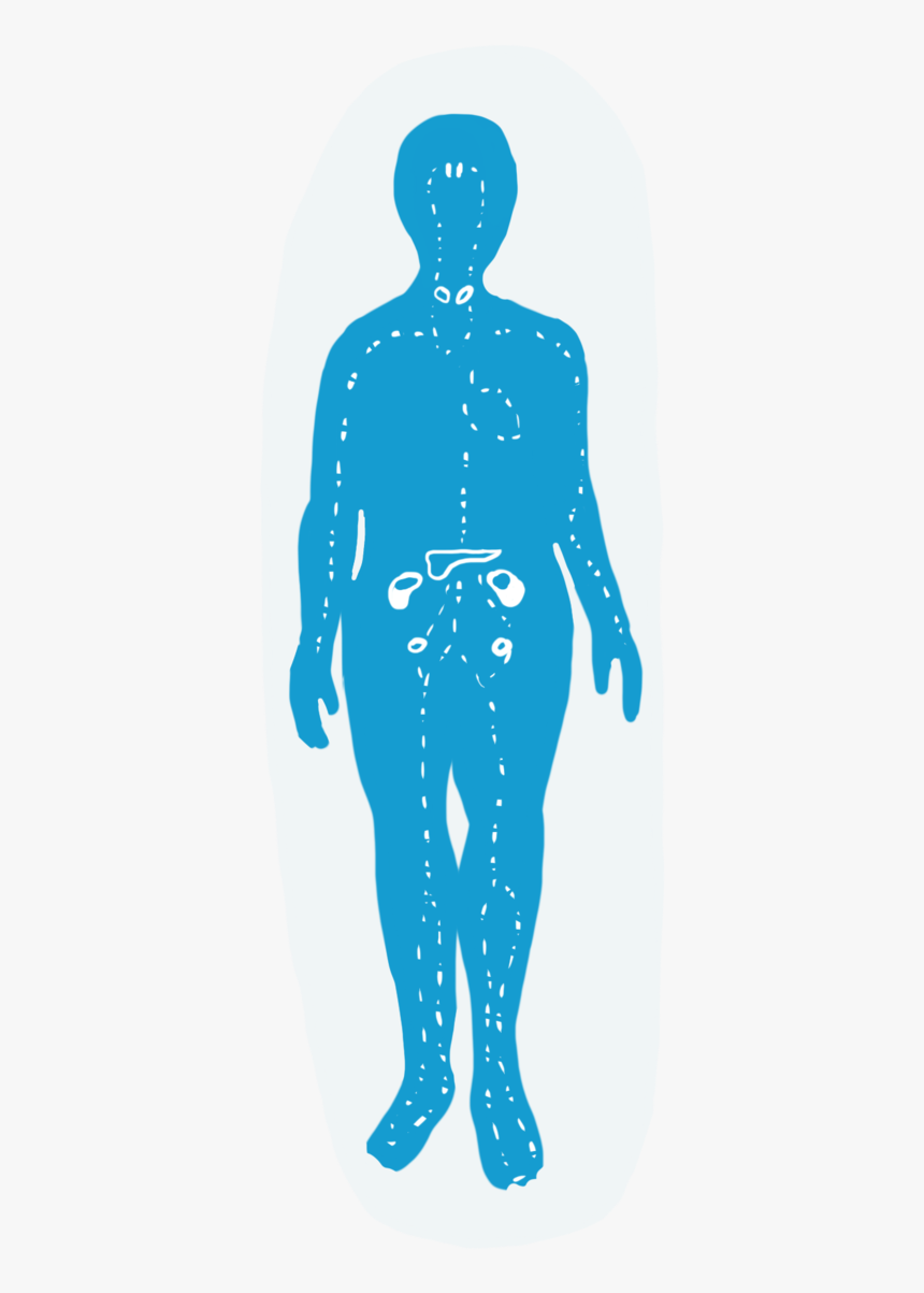 endocrine system clipart