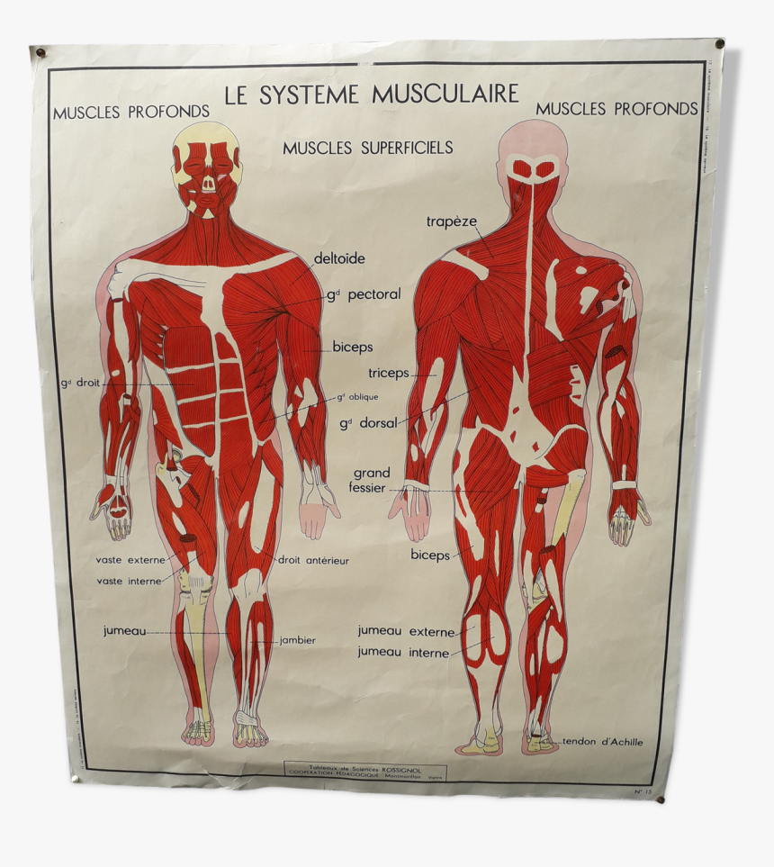 Rossignol School Poster The Muscular System / Nervous - French Human ...