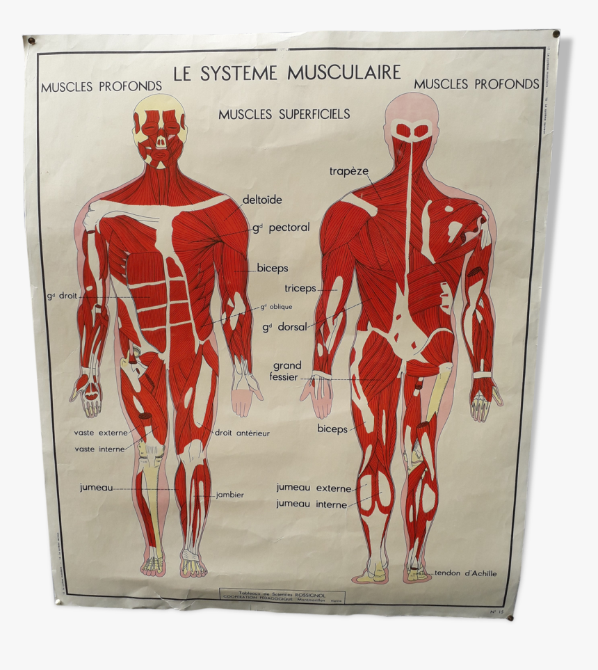 Rossignol School Poster The Muscular System / Nervous - French Human Body Organ System, HD Png Download, Free Download