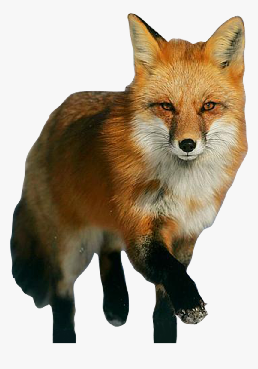 100% Free Transparent Fox Png Image Available To Download - Red Fox, Png Download, Free Download