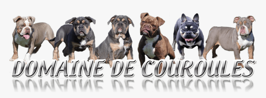 Domaine De Couroules Logo - Olde English Bulldogge, HD Png Download, Free Download