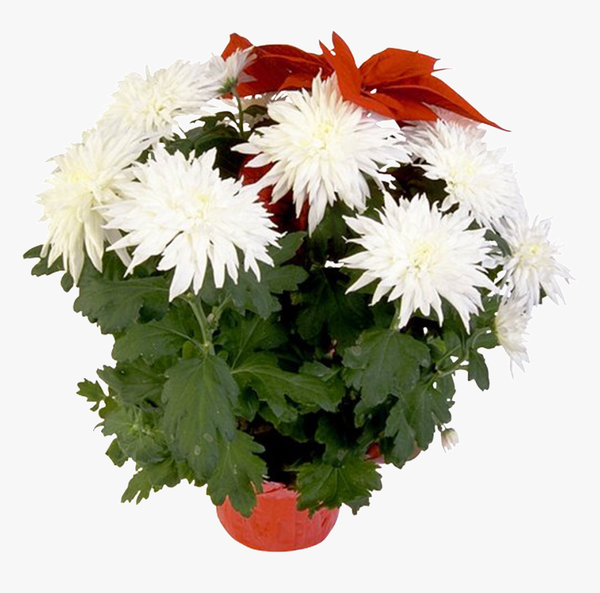 Transparent Potted Flowers Png - Комнатные Растения В Картинках, Png Download, Free Download