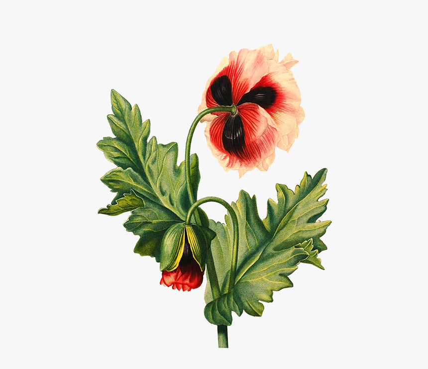 Poppy Flower Transparent Background - Transparent Background Flower Drawing Png, Png Download, Free Download