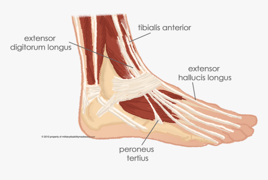 Peroneus. Peroneus Tertius. Экстензор дигиторум. Peroneus Brevis мышца. Peroneus Longus мышца.