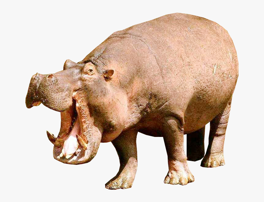 Download Hippopotamus Png File - Transparent Background Hippopotamus Png, Png Download, Free Download