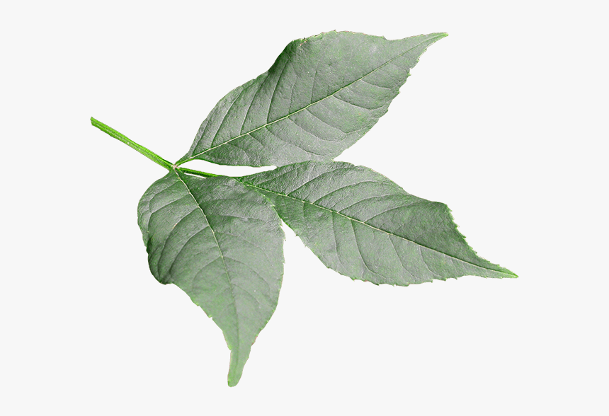 Ash - Feuille Frene Png, Transparent Png, Free Download