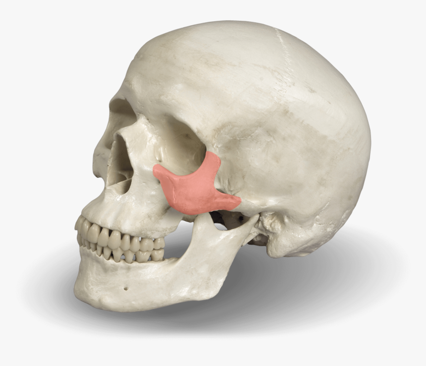 Zygomatic Bone For Dental Implant - Skull, HD Png Download, Free Download