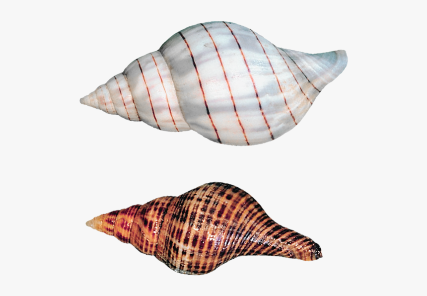 Transparent Sea Shells, HD Png Download, Free Download