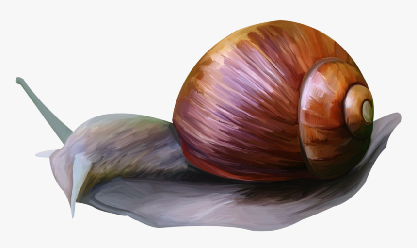 Snail Animal Clip Art Picture Frames Shallot - Lymnaeidae, HD Png Download, Free Download