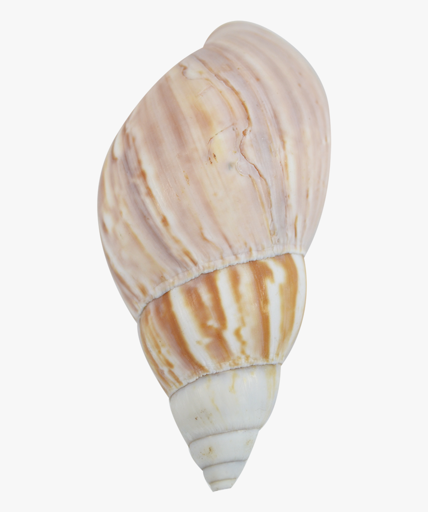 Fairyland Snail Bleached - Shell, HD Png Download, Free Download