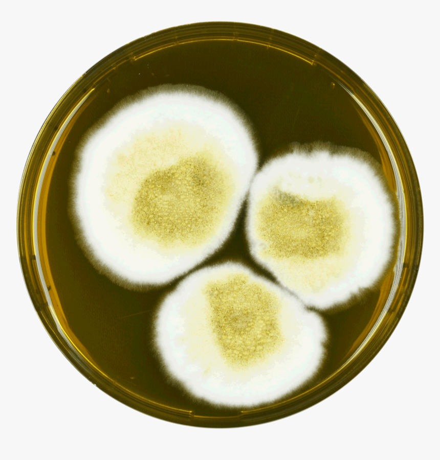 Aspergillus Latus Meaox - Dish, HD Png Download, Free Download