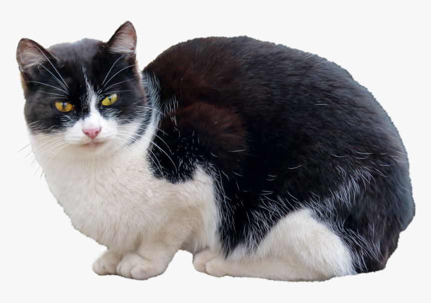 Cat, HD Png Download, Free Download