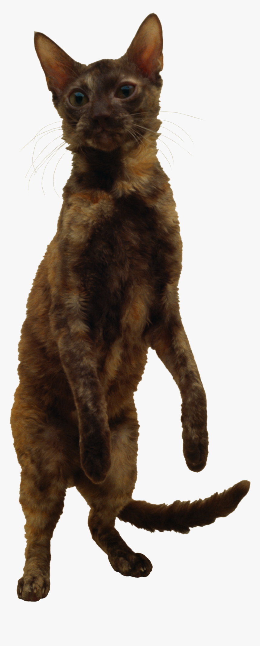 Cat Png - German Rex Png, Transparent Png, Free Download