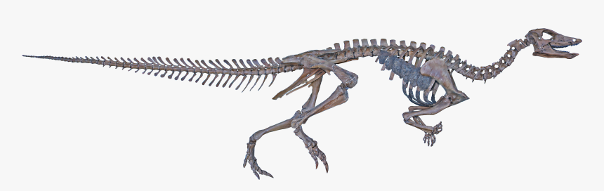 Thescelosaurus Skeleton, HD Png Download, Free Download