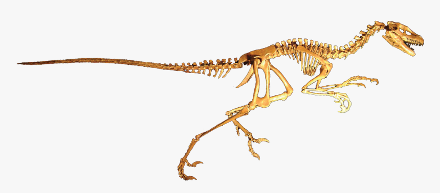 Dromaeosaurus Albertensis, HD Png Download, Free Download