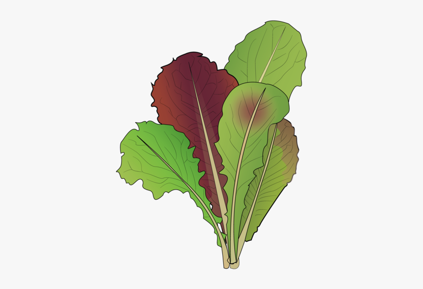 Chard, HD Png Download, Free Download