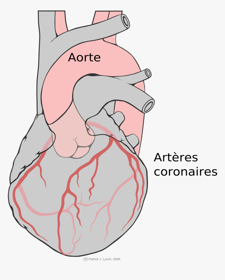 Coronary Artery, HD Png Download, Free Download