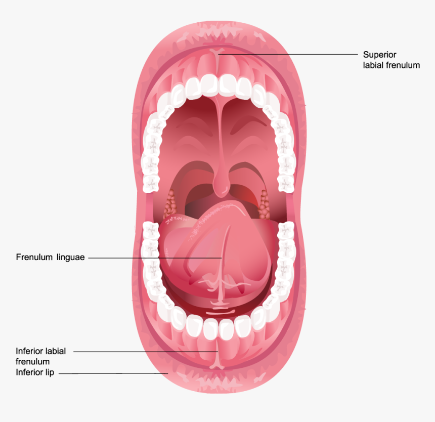 Cosmetic & Implant Dentistry Center - Inside Of A Human Mouth, HD Png Download, Free Download