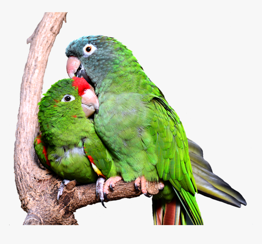 Download Kiss Hug Love Birds Hd Png Download Kindpng