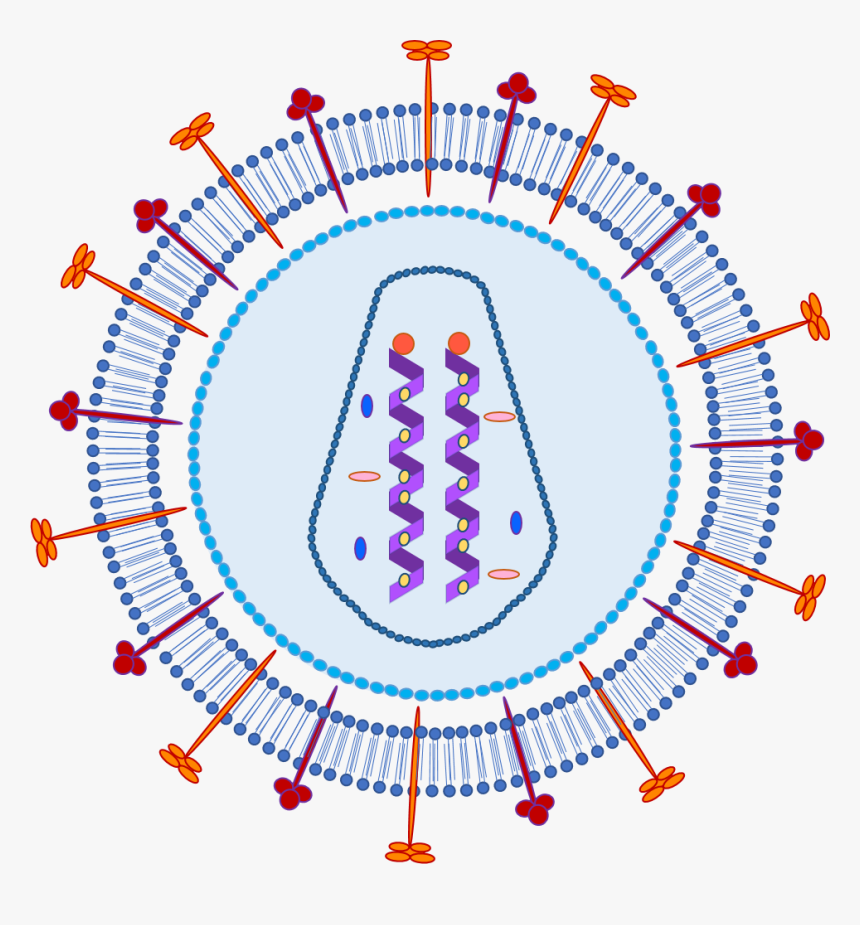 Proteins On Surface - Circle, HD Png Download, Free Download