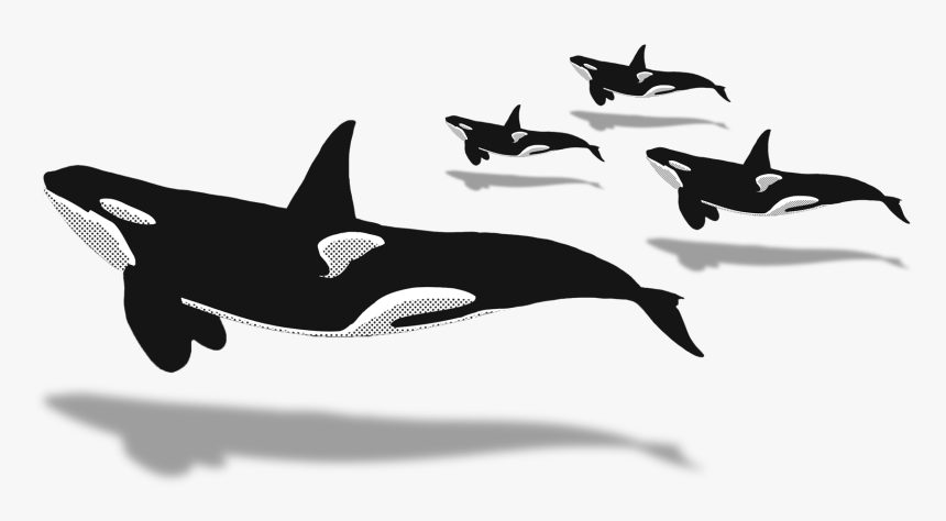 Killer Whale, HD Png Download, Free Download