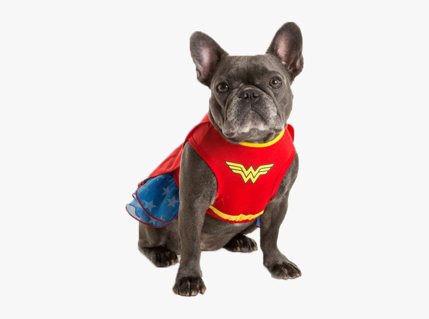 Small Batman Dog Costume, HD Png Download, Free Download