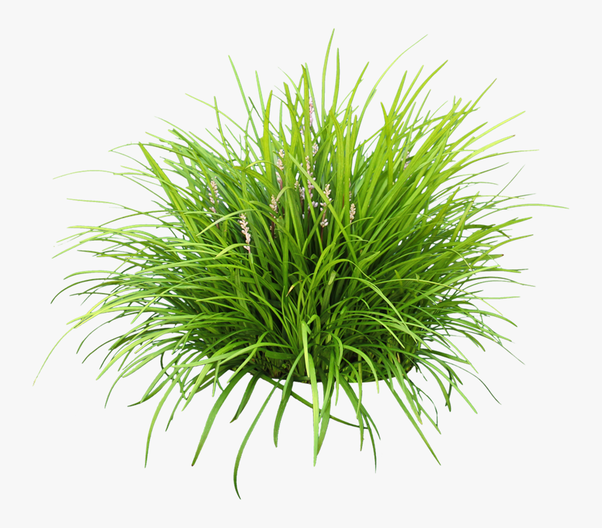 Thumb Image - Green Grassy Border Plant, HD Png Download, Free Download