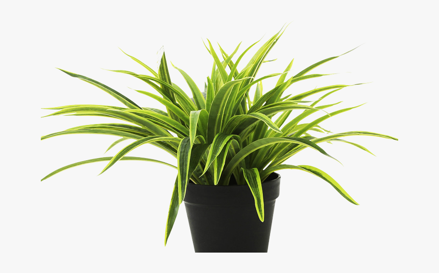 Mondo-grass - Dracena Plant, HD Png Download, Free Download