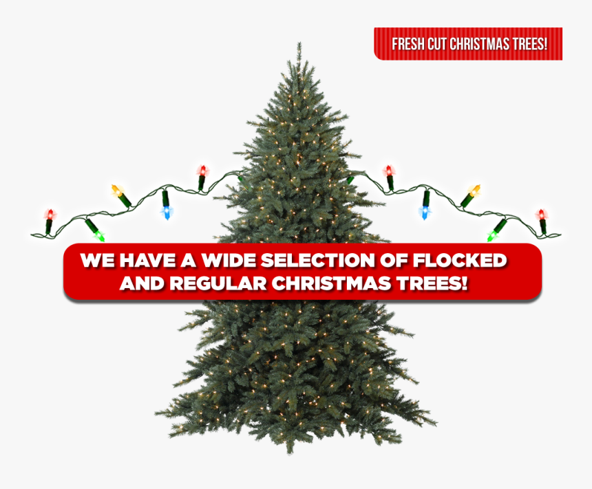 Christmas Trees - Balsam Christmas Tree Png, Transparent Png, Free Download