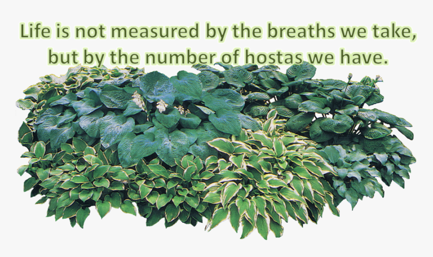 Hosta Png, Transparent Png, Free Download