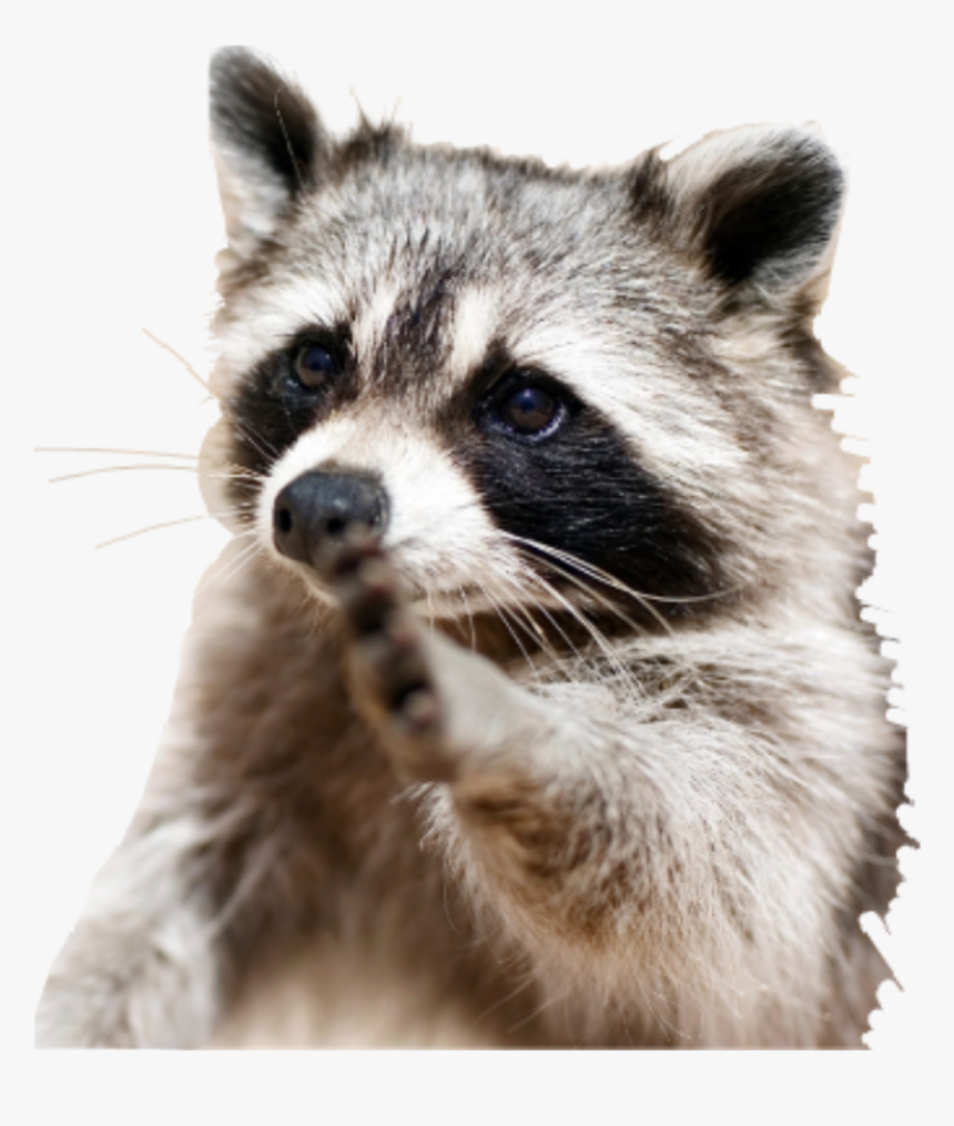 Racoon Sticker , Png Download - Racoon Backpack, Transparent Png, Free Download