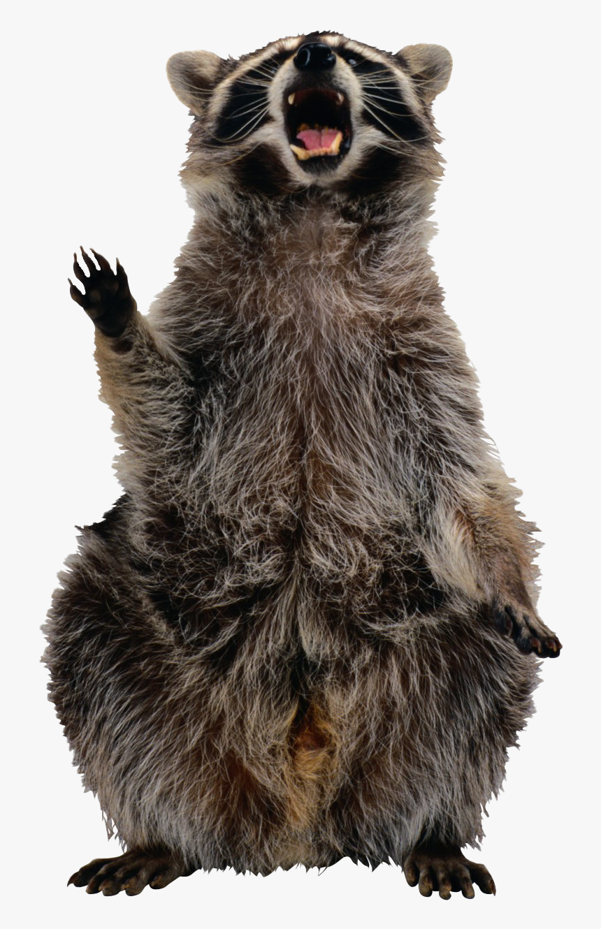 Raccoon Transparent File - Transparent Raccoon, HD Png Download, Free Download