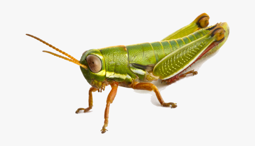 Grasshopper Png Image - Transparent Grasshopper Png, Png Download, Free Download
