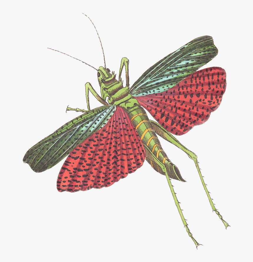 Grasshopper Flying Png, Transparent Png, Free Download