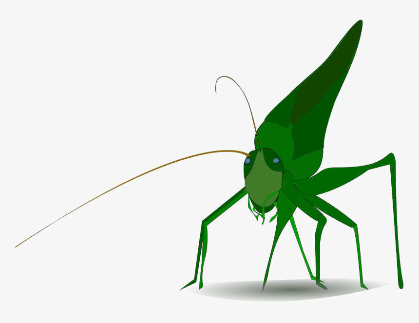 Grasshopper Cartoon, HD Png Download, Free Download