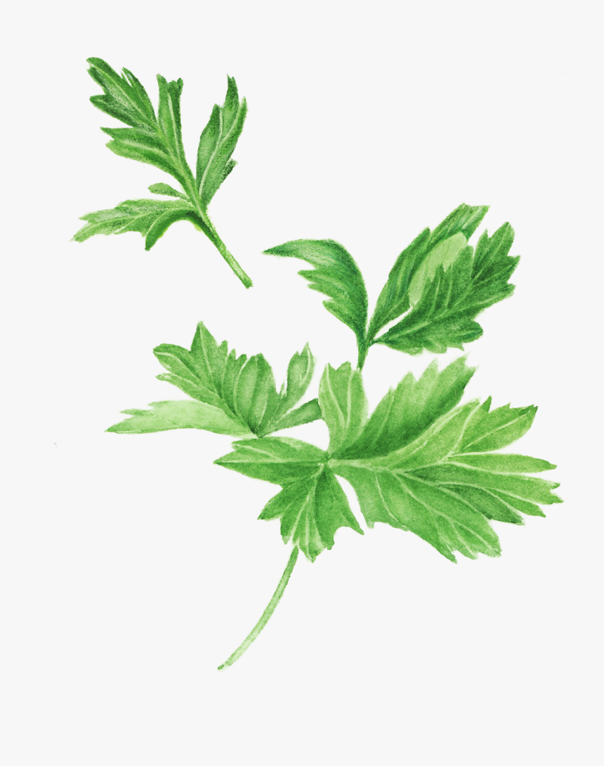 #parsley - Parsley Painting, HD Png Download, Free Download