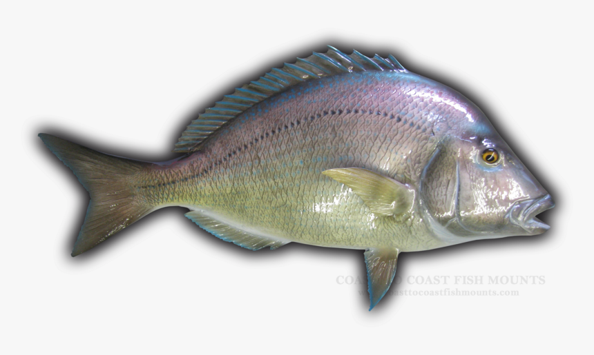 Sea Bass, HD Png Download, Free Download