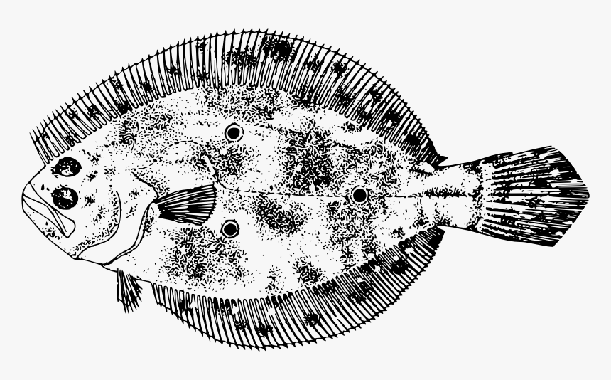 Gulf Flounder - Flounder, HD Png Download, Free Download