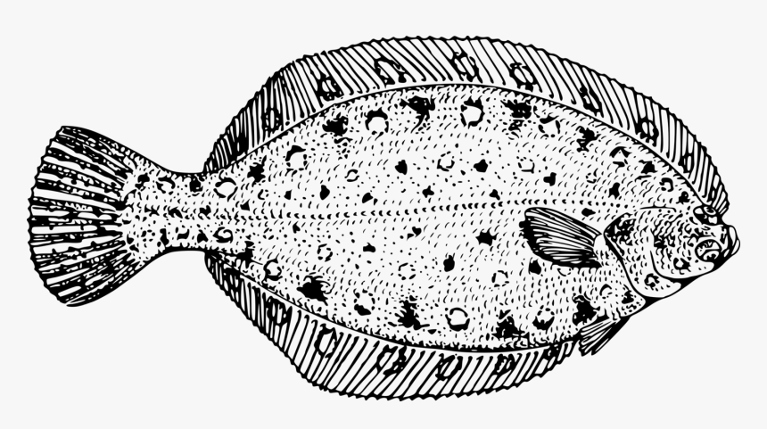 Visual Arts,fish,flatfish - Flounder Black And White, HD Png Download, Free Download